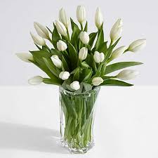 Image result for white tulips