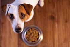 what-dog-foods-are-killing-dogs