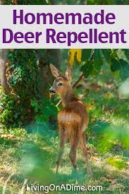 homemade deer repellent living on a dime