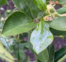 planting bare root fruit trees