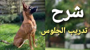 تدريب كلاب المالينو امر الجلوس ونصائح هامه #٧ - YouTube