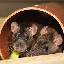 16 common pet rat behaviors lafeber