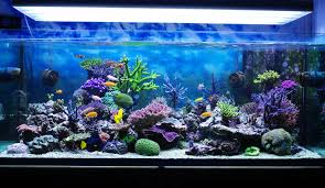 Myths about keeping an aquarium at home gambar png