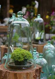 The Bell Jar Garden Cloche Plants
