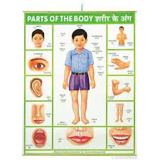 Scroll down and take a look at the list and some interesting facts about the human body. Human Body Chart In Hindi Badmes