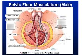 lab 8 pelvic floor muscles male