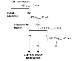 Flow Chart For The Preparation Of The Different Subcellular