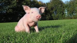 Watch Now Pet Pigs Cute Names And Fun Facts