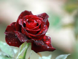 romantic rose flower 2020 nature plant