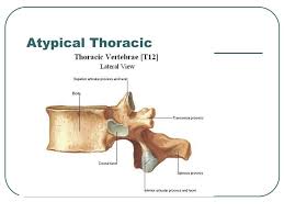 The two groups of vertebrae include cervical, thoracic and lumbar vertebrae. Ppt Vertebral Column Powerpoint Presentation Free Download Id 5535962