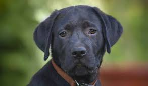 So if your looking for …. Black Lab A Complete Guide To The Black Labrador Retriever