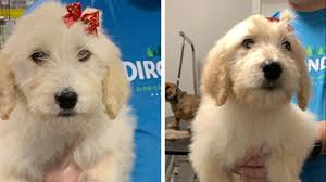 Browse goldendoodle puppies for sale from 5 star breeders with uptown puppies. Thieves Smash Window Steal Two Goldendoodle Puppies From Georgia Pet Store Weareiowa Com
