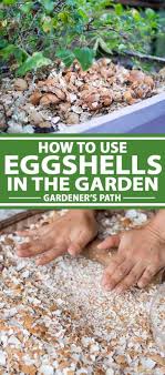 how to use eggss in the garden