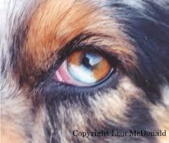 Aussie Eye Color And Eyeshine