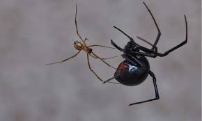 male vs female black widow spider what