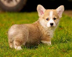 getting a corgi puppy and what to