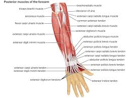These bones form joints that provide a wide range of motion and flexibility needed to manipulate objects deftly with the arm and hand. Arm Definition Bones Muscles Facts Britannica