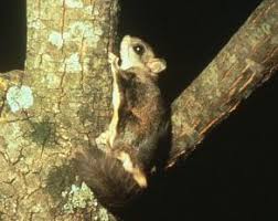 These tiny pets have strong teeth which help them to chew almost everything, so make the doors of the cage a little tough to open. Flying Squirrel Wikipedia