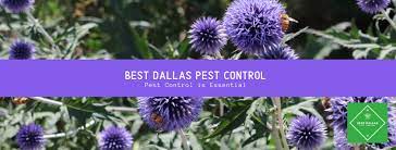 Our customized pest management solutions focus on monitoring, prevention, and rentokil pest control reviews. Dallas Fort Worth Pest Control Home Facebook