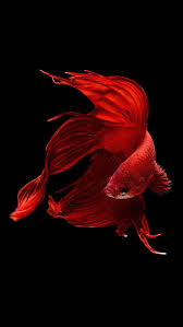 red fish iphone fish hd phone
