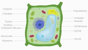 Plant Cell Definition Parts And Functions Biology