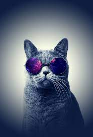 Imgur | Cat wallpaper, Hipster cat ...