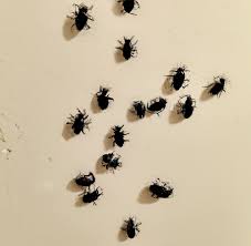 tiny black bugs in kitchen