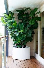 House Plants Indoor Tall Indoor Plants