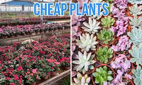 They are all within easy reach of the centre of london. 13 Plant Nurseries In Singapore For All Your Gardening Needs Sorted By Location