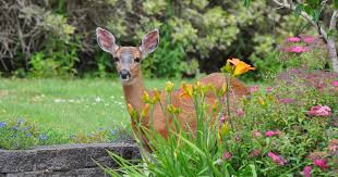 How To Keep Deer Out Of Garden Beds