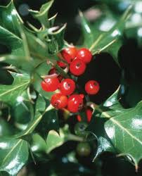 Christmas Facts | Holly plant, Plants, Plant study