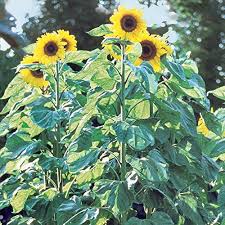 Grow Sunflowers Sunflower Growing