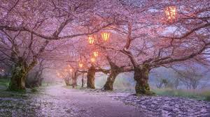 trees lanterns cherry blossom an