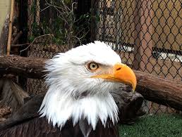 I was an extra in episode 9 of season 3 at the ventura zoo. Bald Eagle Jack Elliott S Santa Barbara Adventure