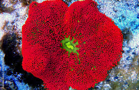 red colorful carpet sea anemone