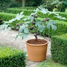Patio Fruit Trees For Small Spaces