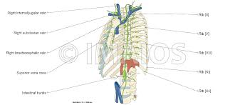 Your rib cage plays three important roles within your musculoskeletal system:: Thoracic Wall And Breast Illustrations