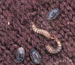 carpet beetles home and garden ipm