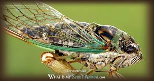 insect symbolism meaning spirit