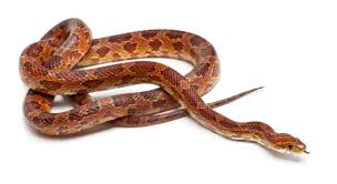10 pros and cons of having a corn snake
