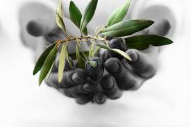 Image result for extending an olive branch images free