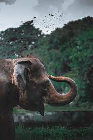 Elephant Wallpapers: Free HD Download ...