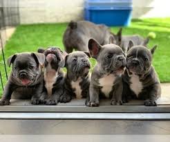 We have healthy miniature french bulldog puppies available for sale and adoption in usa and canada. View Ad French Bulldog Puppy For Sale Near California Los Angeles Usa Adn 152062