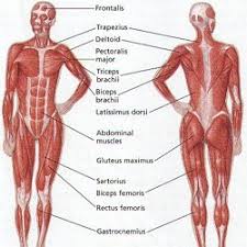 Diagram of body muscles and names / about the muscular system : Legmuscles Names Pearltrees