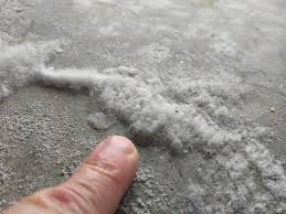 white fluffy mold on concrete it s