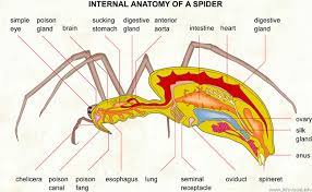 Spider anal