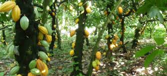 Image result for Cocoa farms