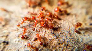 how to get rid of fire ants and prevent