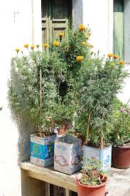 Greek Plant Pots Plants Herb Garden