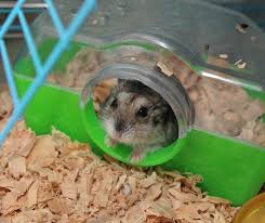 best hamster bedding for smell big